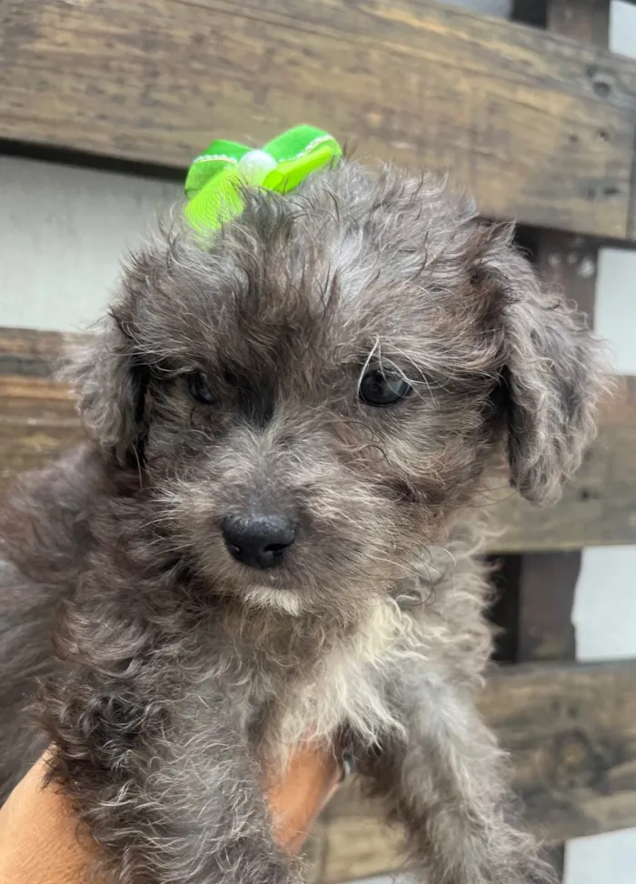 Cachorro ra a Mix de poodle idade 2 a 6 meses nome Ursula