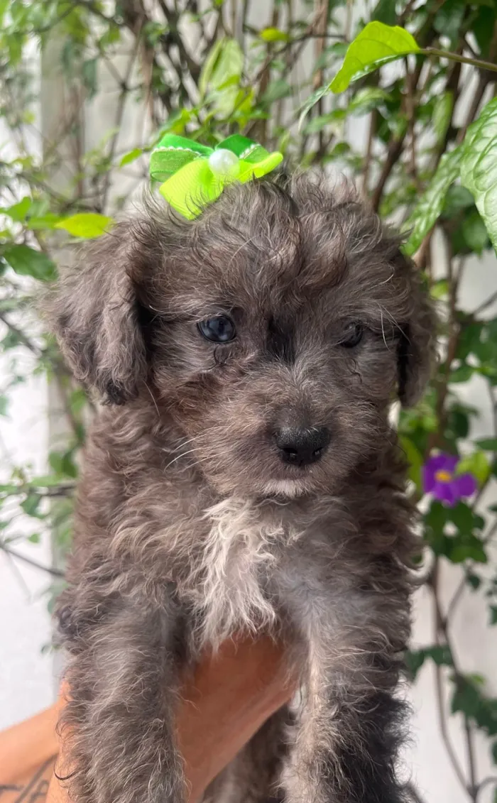 Cachorro ra a Mix de poodle idade 2 a 6 meses nome Ursula