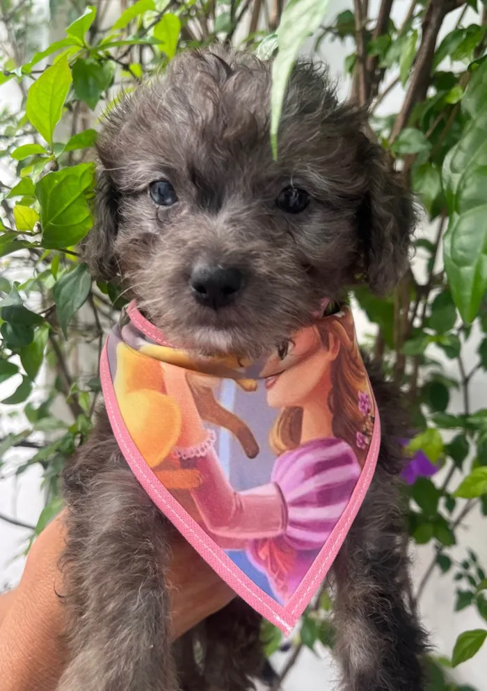 Cachorro ra a Mix de poodle idade 2 a 6 meses nome Ursula