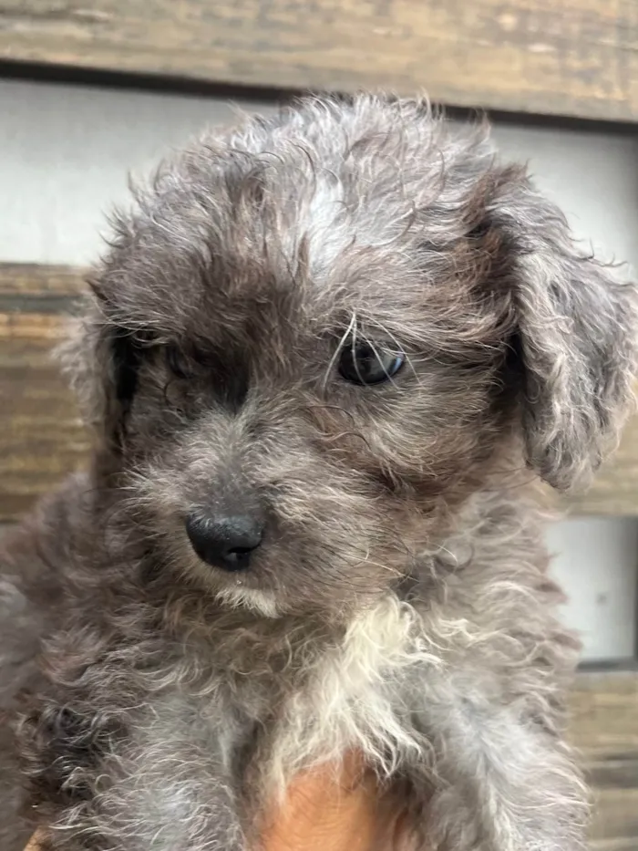 Cachorro ra a Mix de poodle idade 2 a 6 meses nome Ursula