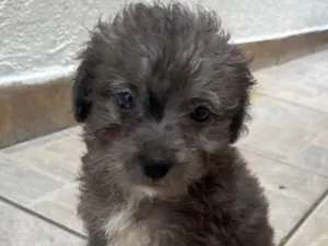 Cachorro raça Mix de poodle idade 2 a 6 meses nome Ursula