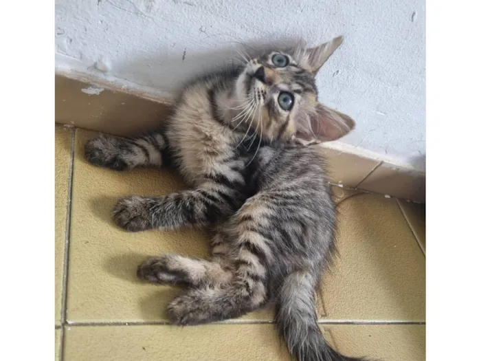 Gato ra a Srd idade 2 a 6 meses nome Monty
