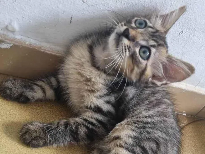 Gato ra a Srd idade 2 a 6 meses nome Monty
