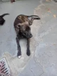 Brenda
