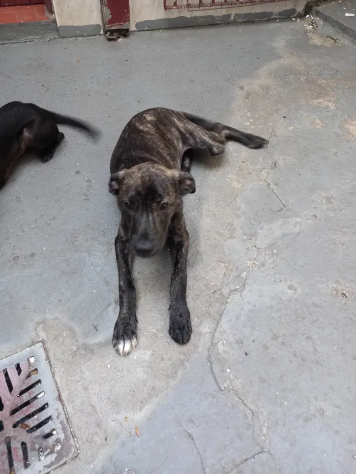 Cachorro ra a SRD idade 2 a 6 meses nome Brenda