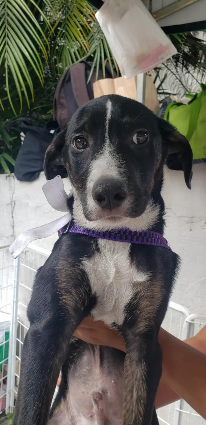 Cachorro ra a Srd idade 2 a 6 meses nome Jose