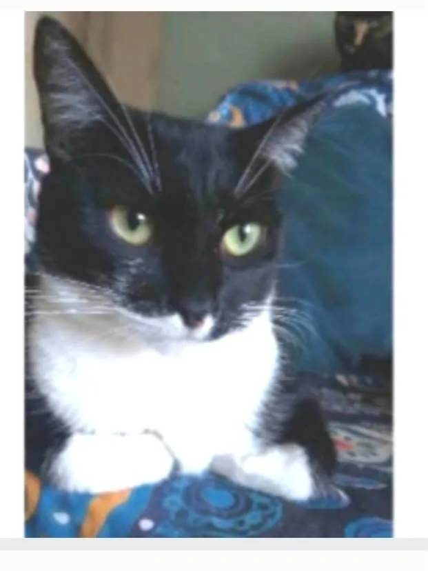 Gato ra a srd idade 2 anos nome LIKA
