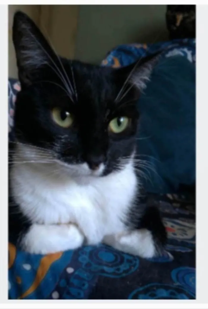 Gato ra a srd idade 2 anos nome LIKA