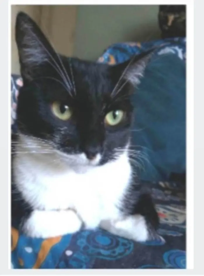 Gato ra a srd idade 2 anos nome LIKA