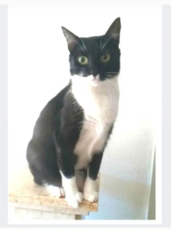 Gato ra a srd idade 2 anos nome LIKA