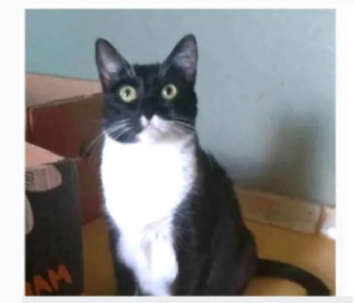 Gato ra a srd idade 2 anos nome LIKA