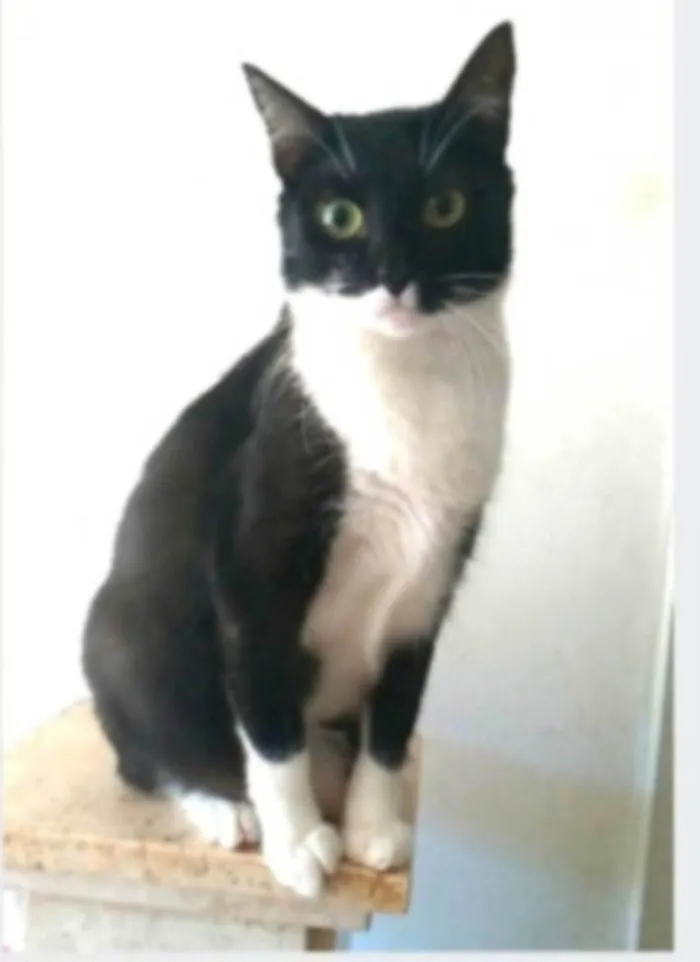 Gato ra a srd idade 2 anos nome LIKA