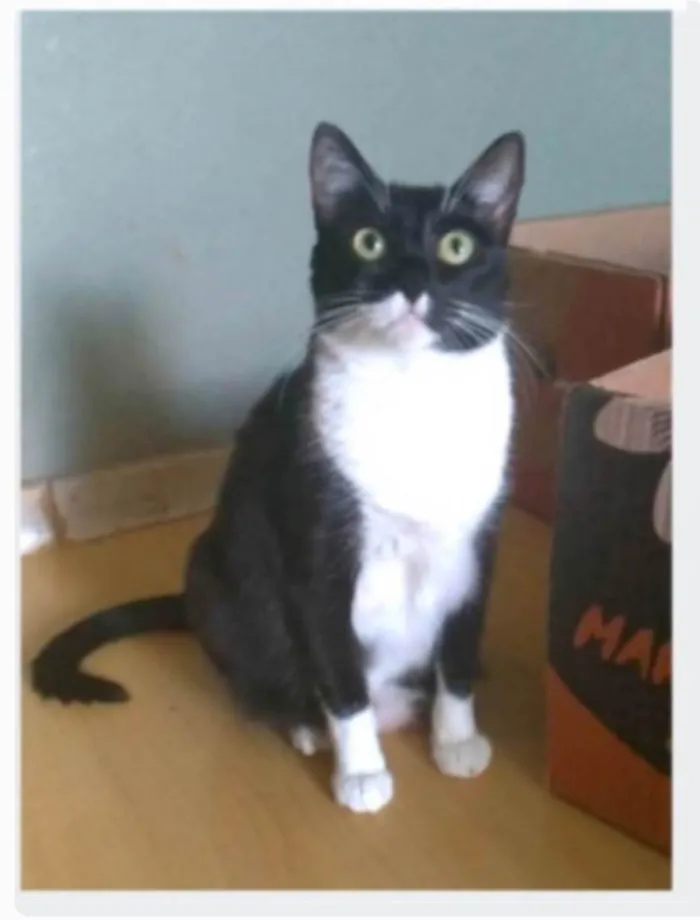 Gato ra a srd idade 2 anos nome LIKA