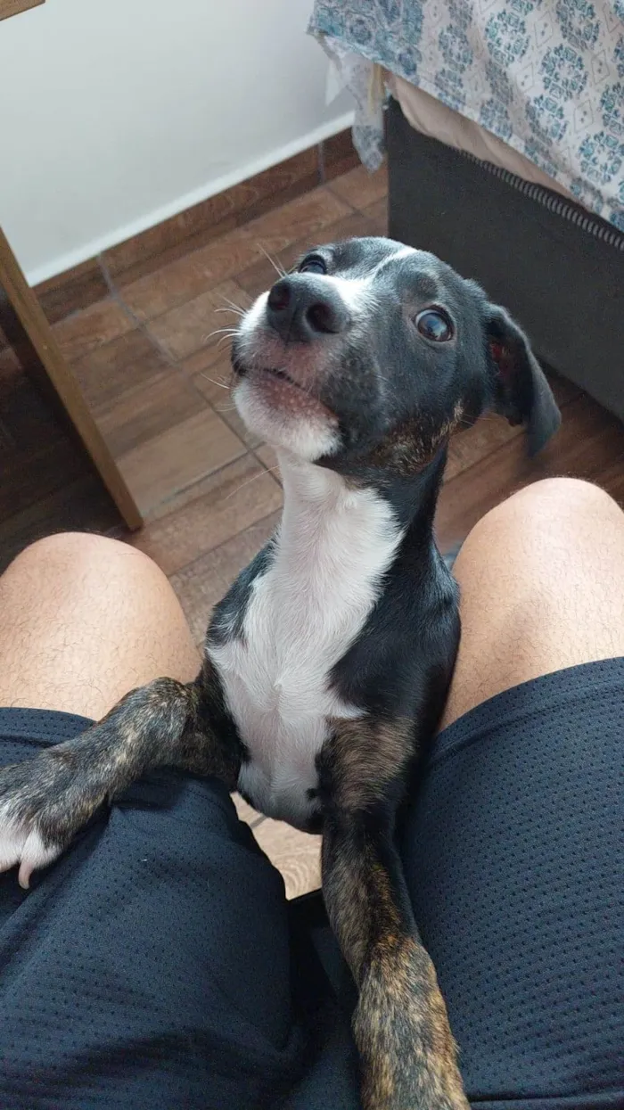 Cachorro ra a Srd idade 2 a 6 meses nome Jose