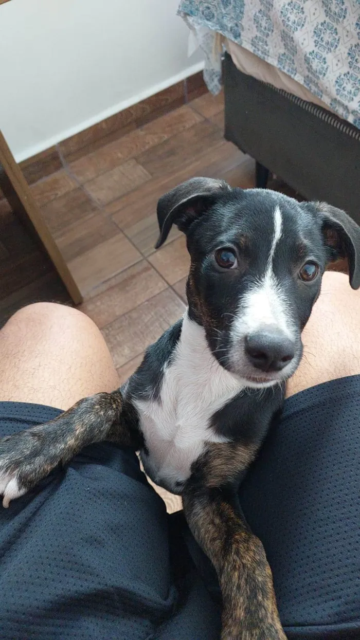 Cachorro ra a Srd idade 2 a 6 meses nome Jose