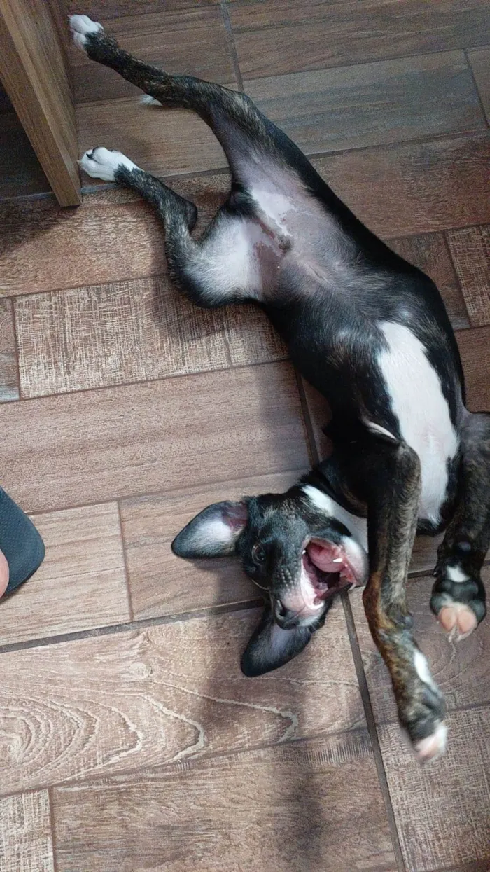 Cachorro ra a Srd idade 2 a 6 meses nome Jose