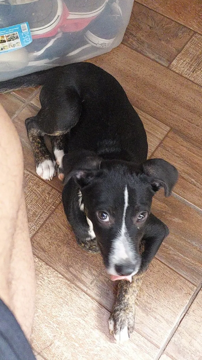 Cachorro ra a Srd idade 2 a 6 meses nome Jose