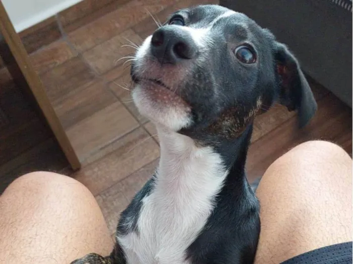 Cachorro ra a Srd idade 2 a 6 meses nome Jose