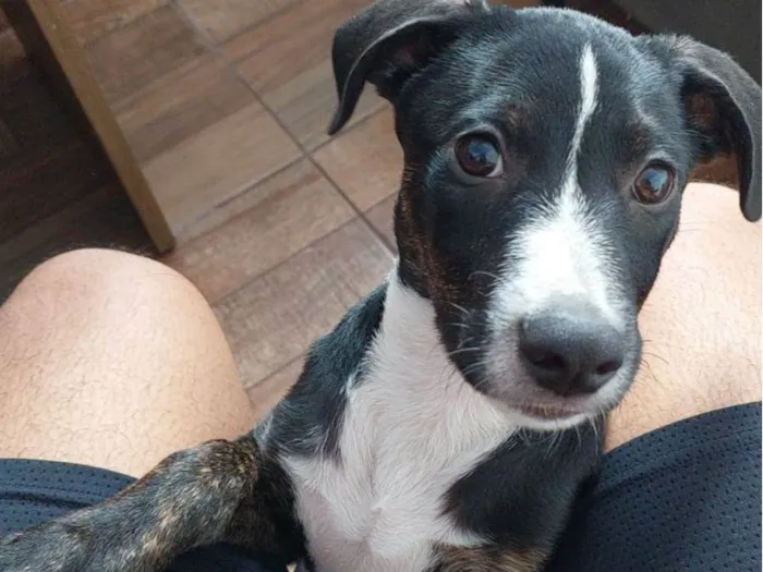 Cachorro ra a Srd idade 2 a 6 meses nome Jose
