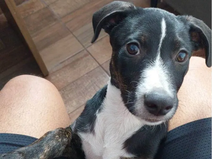 Cachorro ra a Srd idade 2 a 6 meses nome Jose