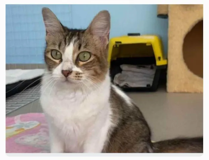 Gato ra a srd idade 1 ano nome RITINHA