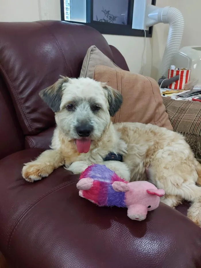 Cachorro ra a  idade 2 anos nome PAÇOCA