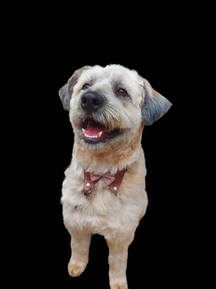 Cachorro ra a  idade 2 anos nome PAÇOCA