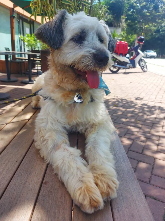Cachorro ra a  idade 2 anos nome PAÇOCA