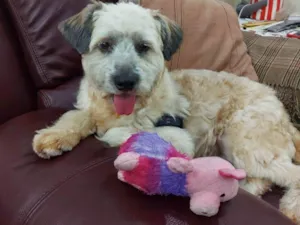 Cachorro raça  idade 2 anos nome PAÇOCA