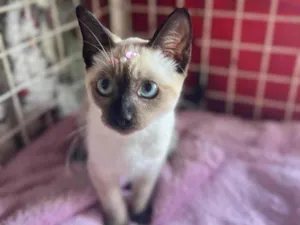 Gato raça Siamês  idade 2 a 6 meses nome Luna