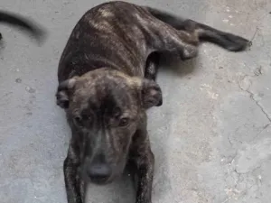 Cachorro raça SRD idade 2 a 6 meses nome Brenda