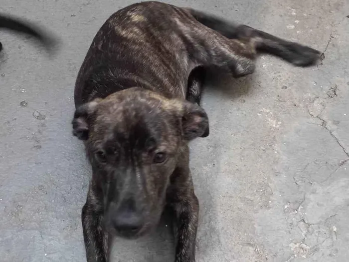 Cachorro ra a SRD idade 2 a 6 meses nome Brenda