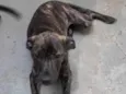 Brenda