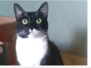 Gato raça srd idade 2 anos nome LIKA