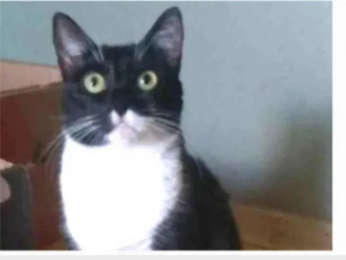 Gato ra a srd idade 2 anos nome LIKA