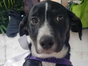 Cachorro raça Srd idade 2 a 6 meses nome Jose
