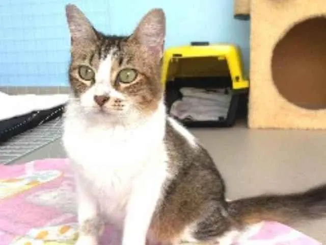Gato ra a srd idade 1 ano nome RITINHA