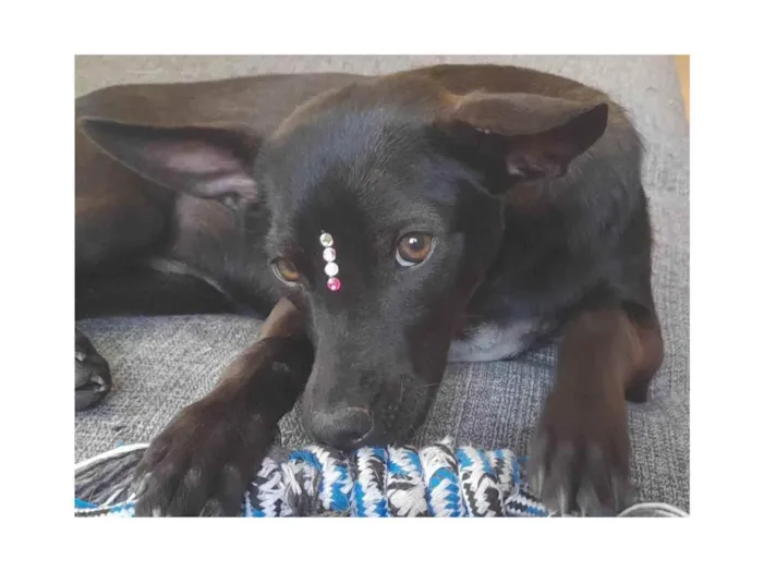 Cachorro ra a Mestiça pincher idade 1 ano nome Lilica