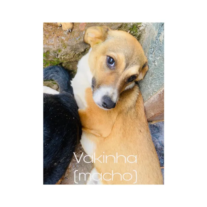 Cachorro ra a Vira lata  idade 2 anos nome Vakinha