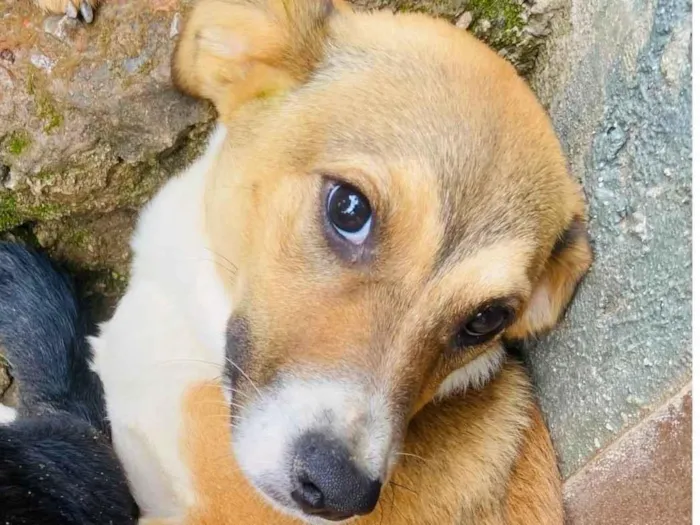 Cachorro ra a Vira lata  idade 2 anos nome Vakinha