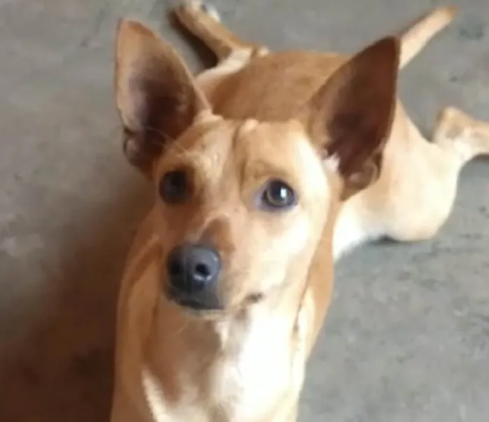 Cachorro ra a Mestico  idade 2 a 6 meses nome Kiko