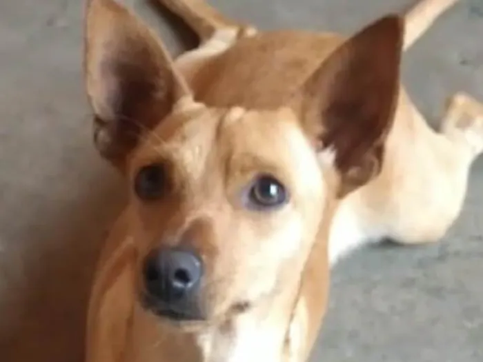 Cachorro ra a Mestico  idade 2 a 6 meses nome Kiko