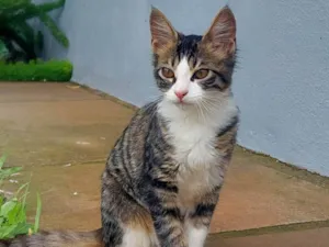Gato raça SRD-ViraLata idade 2 a 6 meses nome Hermione