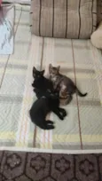 Maria, Cristal, Venus e Jorge