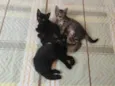 Maria, Cristal, Venus e Jorge