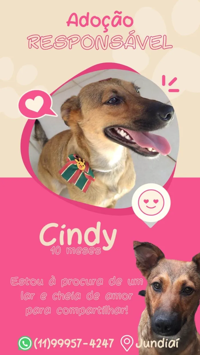 Cachorro ra a SRD-ViraLata idade 1 ano nome Cindy