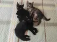 Maria, Cristal, Venus e Jorge