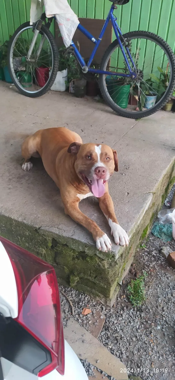 Cachorro ra a Pitbull american terrier red nose idade 3 anos nome Thor