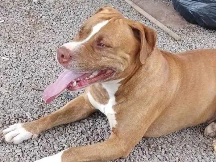 Cachorro ra a Pitbull american terrier red nose idade 3 anos nome Thor