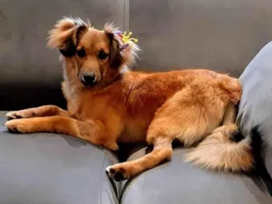 Cachorro raça SRD-ViraLata idade 7 a 11 meses nome Sorte
